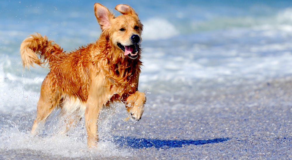Recommended Pet Friendly Beaches on the Island of Krk