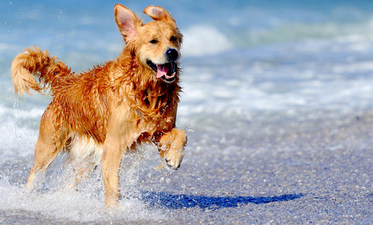 Recommended Pet Friendly Beaches on the Island of Krk