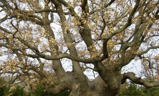 Tracing the Past of the Island of Krk