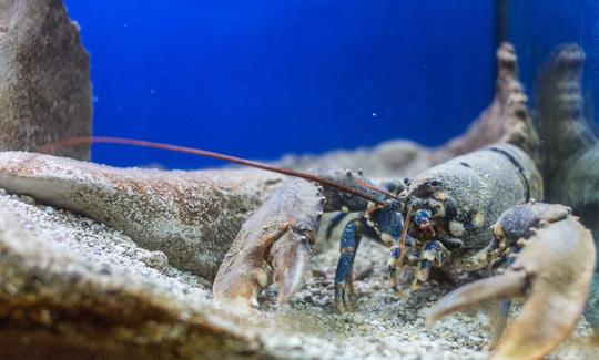 Adriatic Aquarium Baška