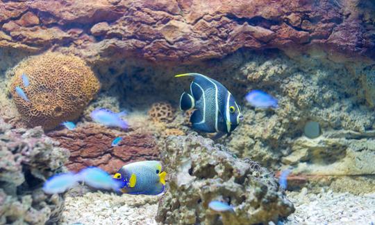 Tropical Aquarium Krk