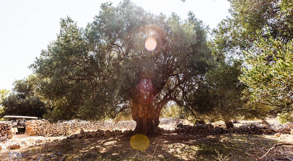 Gita in barca alle isole di Rab e Pag dalla città di Krk