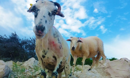 Easy Countryside e-Bike Tour in Baška
