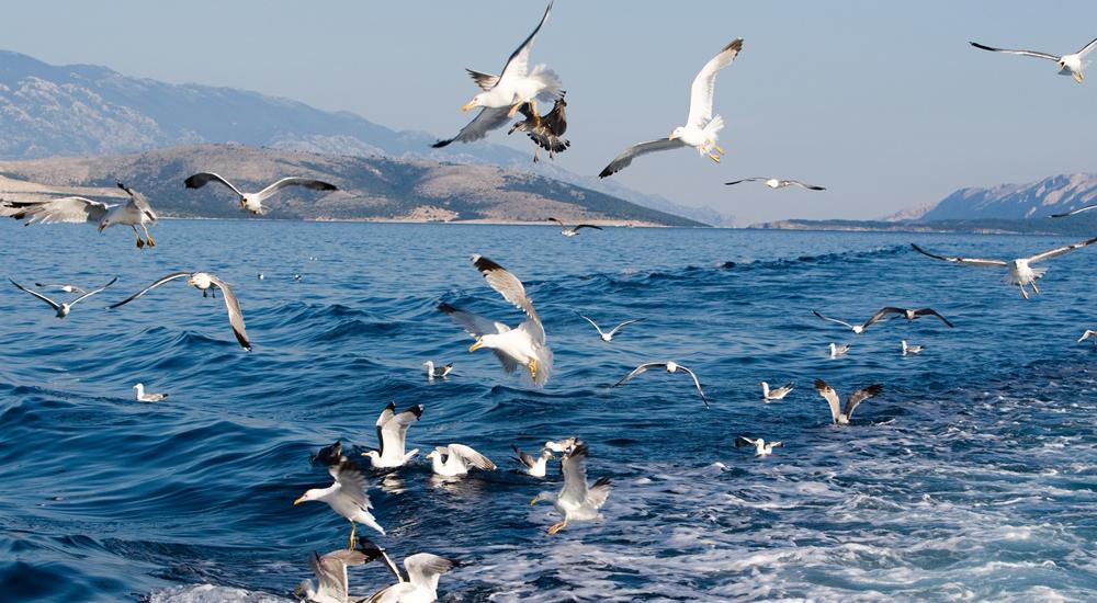 Boat trip to the islands of Rab and Pag from the city of Krk