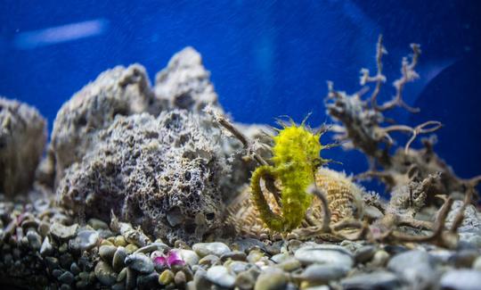 Adriatic Aquarium Baška