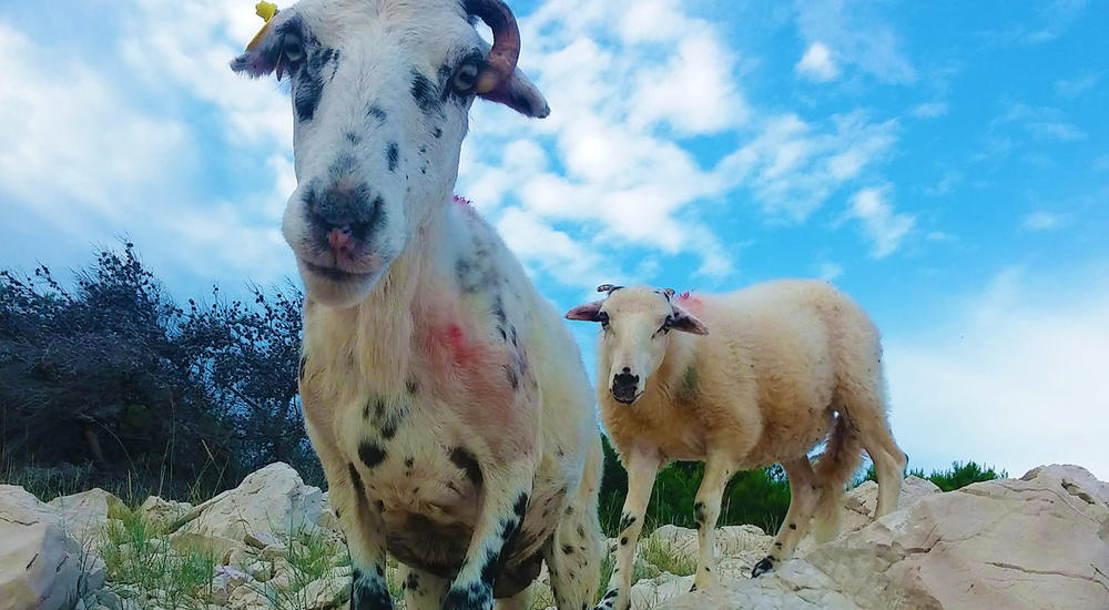 Easy Countryside e-Bike Tour in Baška