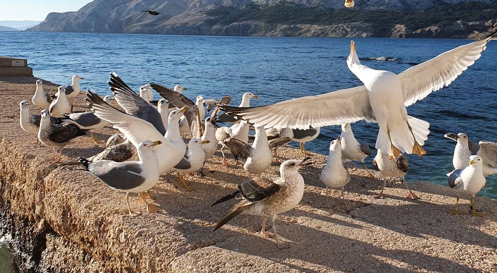 La pesca Tour con il pescatore locale