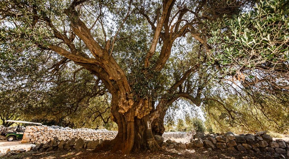 Gita in barca alle isole di Rab e Pag dalla città di Krk