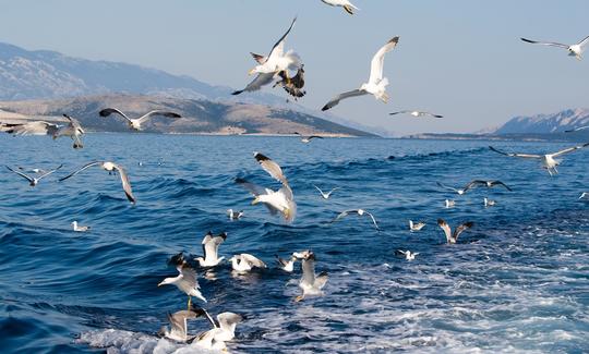 Boat trip to the islands of Rab and Pag from the city of Krk