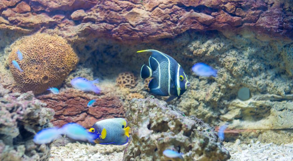 Tropski akvarij u gradu Krku