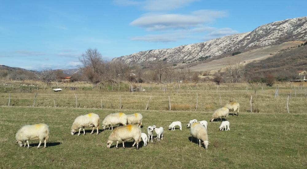 Tragovima prošlosti otoka Krka